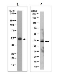 MilliporeSigma TBX1, Mouse, Unlabeled, Clone: 7E12.1, 100&mu;L; Unlabeled:Antibodies,